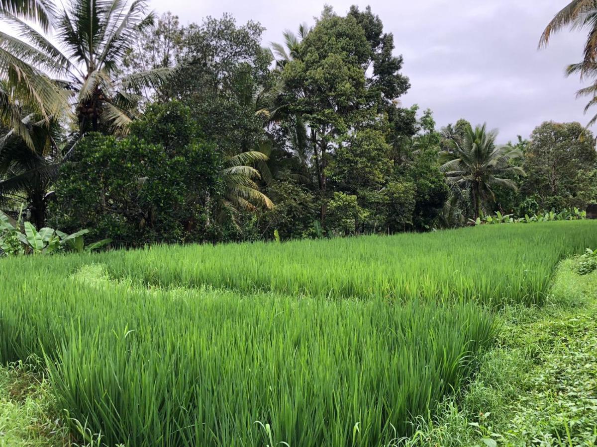 Titian Dewi Villa Ubud - 3 Bedroom Private Villa Close To Cretya Day Club Tegallalang  Ngoại thất bức ảnh